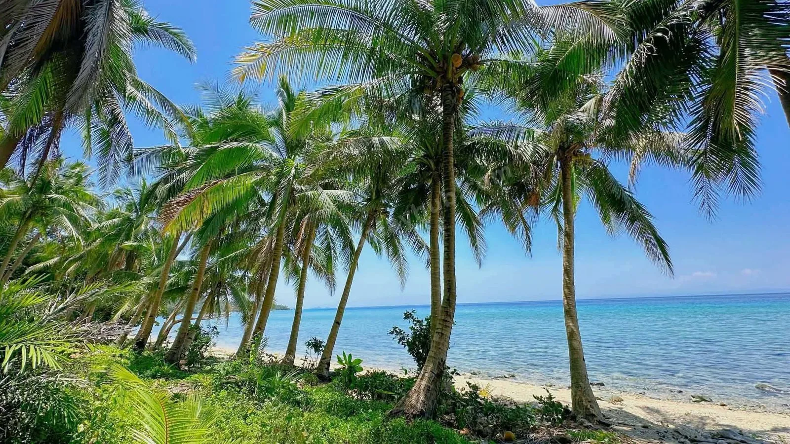 3,334 sqm Beachfront Land in Ragay, Camarines Sur