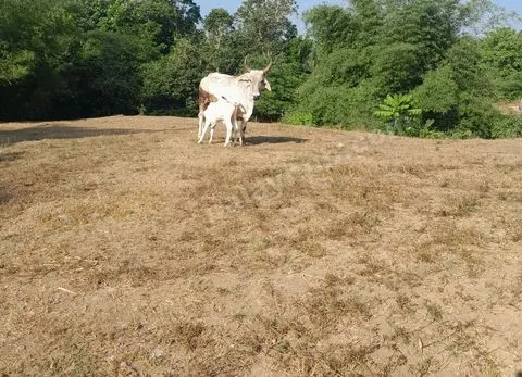 Prime Investment Lot / Raw Land for Sale in Sitio Dayapan, Bgy. Bilog-Bilog, Tanauan, Batangas