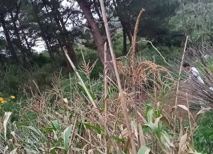 558sqm LOT for sale w/ multi route to Baguio City in Tawang, La Trinidad Benguet