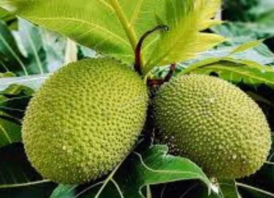 FARM LOT W/FRUIT BEARING TREES & LIVESTOCK for Sale in Batangas Philippines