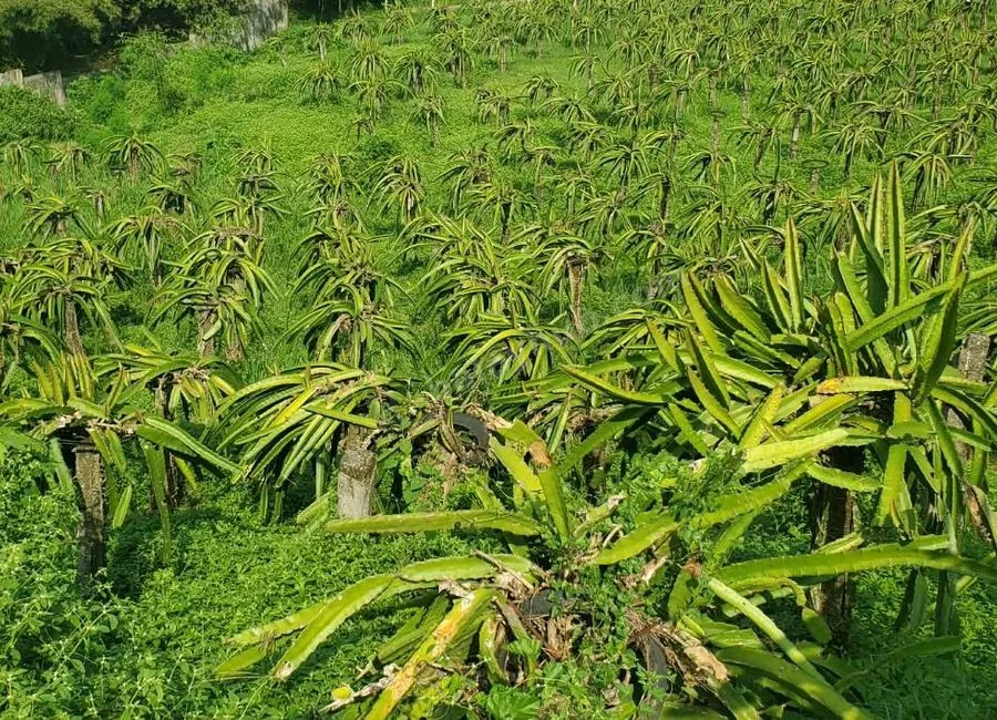 FARM LOT W/FRUIT BEARING TREES & LIVESTOCK for Sale in Batangas Philippines