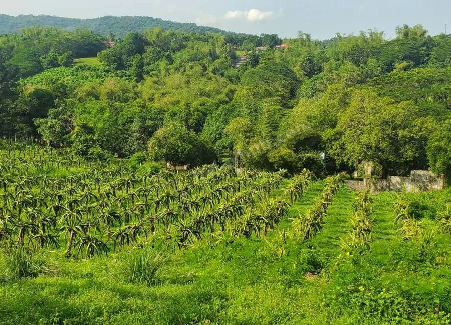 FARM LOT W/FRUIT BEARING TREES & LIVESTOCK for Sale in Batangas Philippines