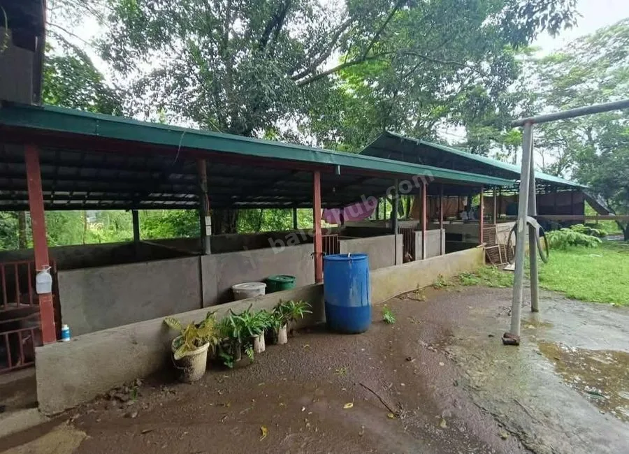 FARM LOT W/FRUIT BEARING TREES & LIVESTOCK for Sale in Batangas Philippines