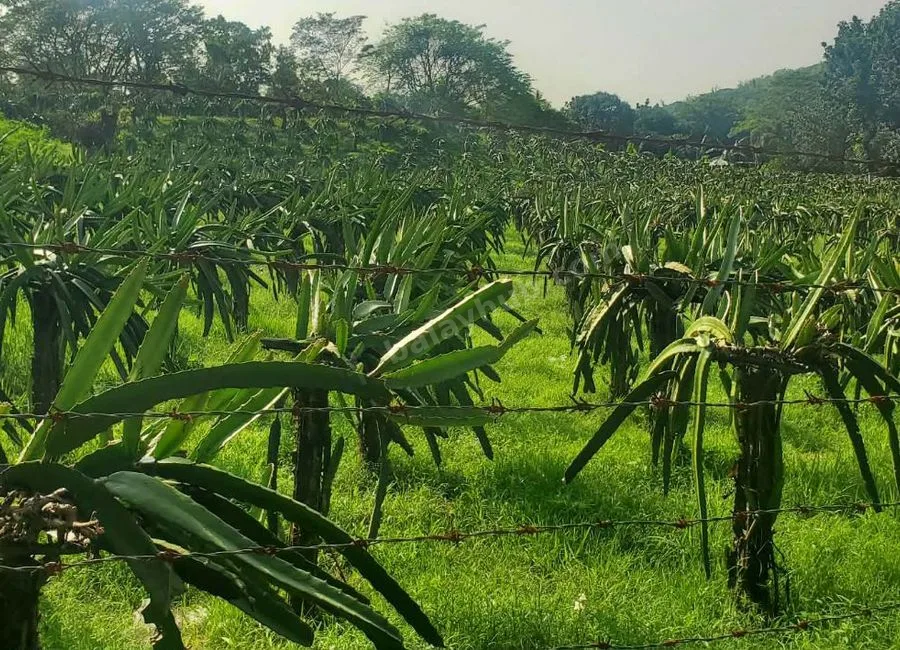 FARM LOT W/FRUIT BEARING TREES & LIVESTOCK for Sale in Batangas Philippines