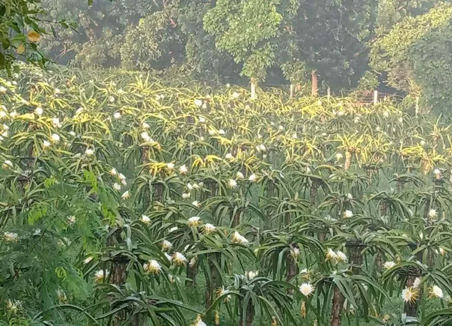 FARM LOT W/FRUIT BEARING TREES & LIVESTOCK for Sale in Batangas Philippines