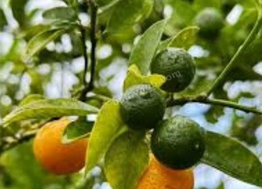 FARM LOT W/FRUIT BEARING TREES & LIVESTOCK for Sale in Batangas Philippines