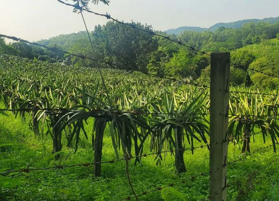 FARM LOT W/FRUIT BEARING TREES & LIVESTOCK for Sale in Batangas Philippines