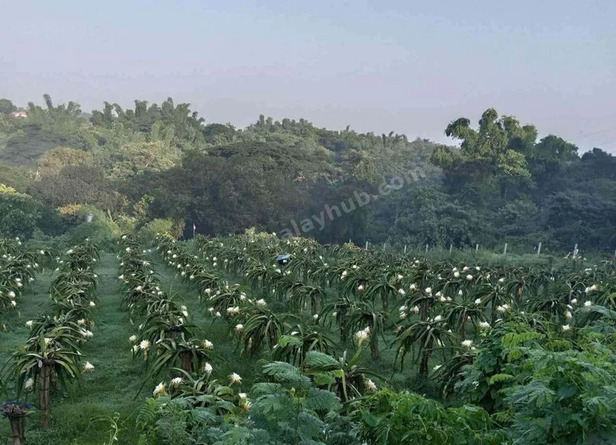 FARM LOT W/FRUIT BEARING TREES & LIVESTOCK for Sale in Batangas Philippines