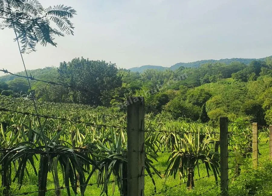 FARM LOT W/FRUIT BEARING TREES & LIVESTOCK for Sale in Batangas Philippines