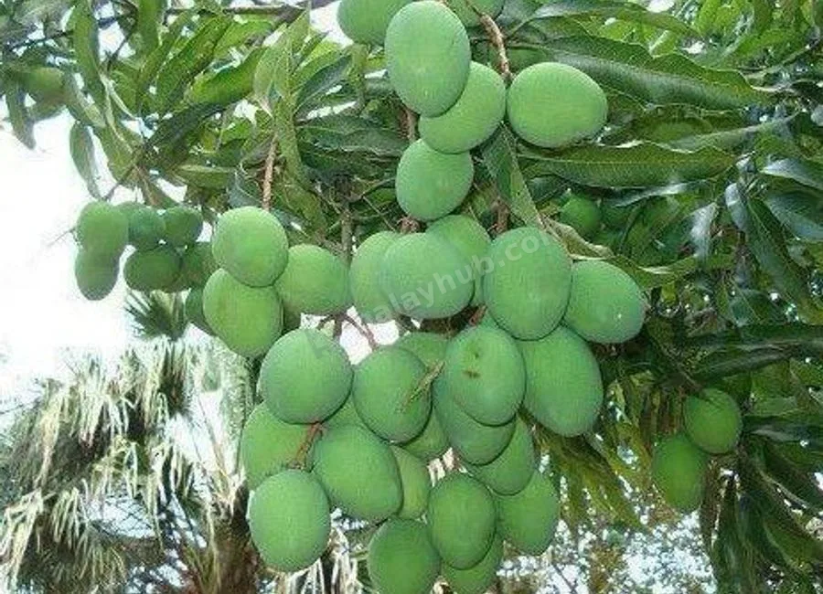 FARM LOT W/FRUIT BEARING TREES & LIVESTOCK for Sale in Batangas Philippines