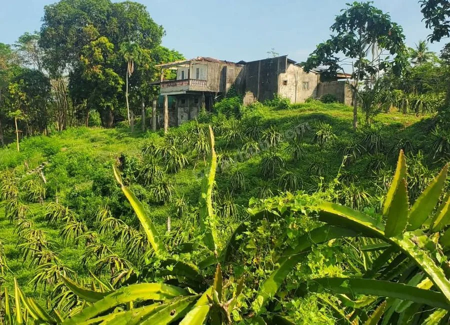 FARM LOT W/FRUIT BEARING TREES & LIVESTOCK for Sale in Batangas Philippines