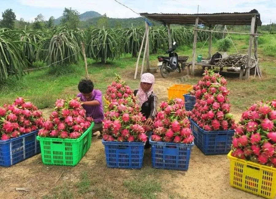 FARM LOT W/FRUIT BEARING TREES & LIVESTOCK for Sale in Batangas Philippines