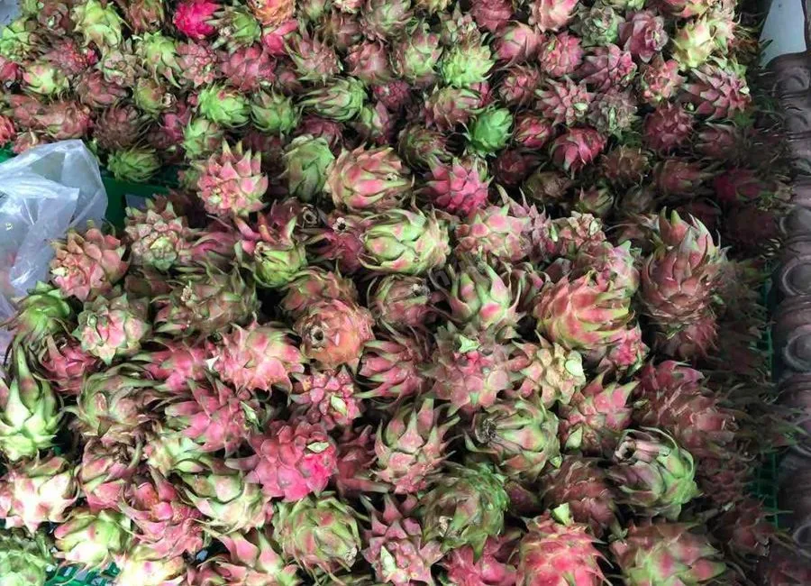 FARM LOT W/FRUIT BEARING TREES & LIVESTOCK for Sale in Batangas Philippines