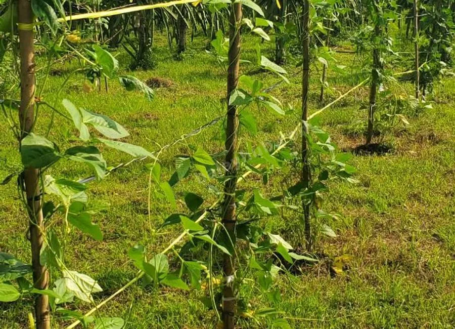 FARM LOT W/FRUIT BEARING TREES & LIVESTOCK for Sale in Batangas Philippines