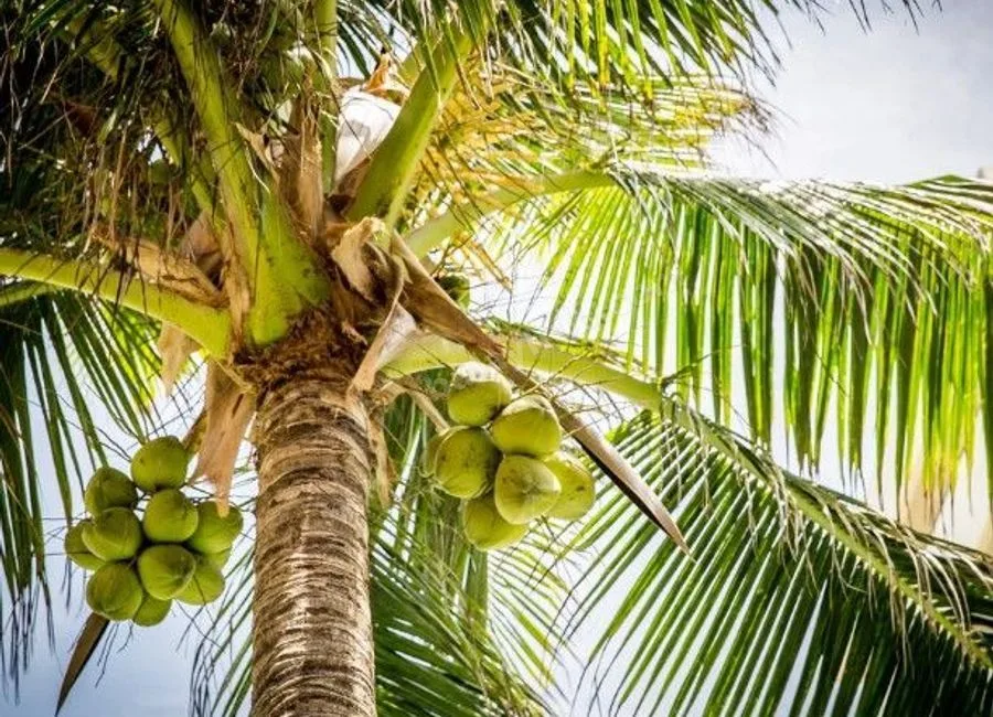 FARM LOT W/FRUIT BEARING TREES & LIVESTOCK for Sale in Batangas Philippines
