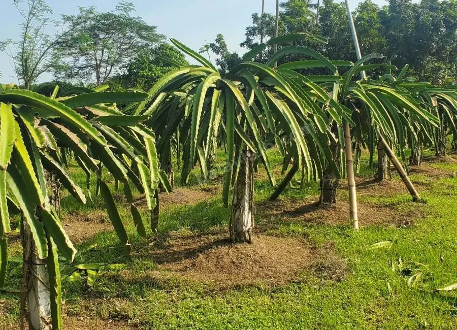 FARM LOT W/FRUIT BEARING TREES & LIVESTOCK for Sale in Batangas Philippines