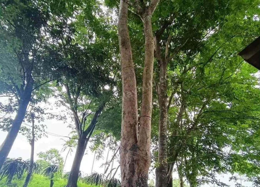 FARM LOT W/FRUIT BEARING TREES & LIVESTOCK for Sale in Batangas Philippines