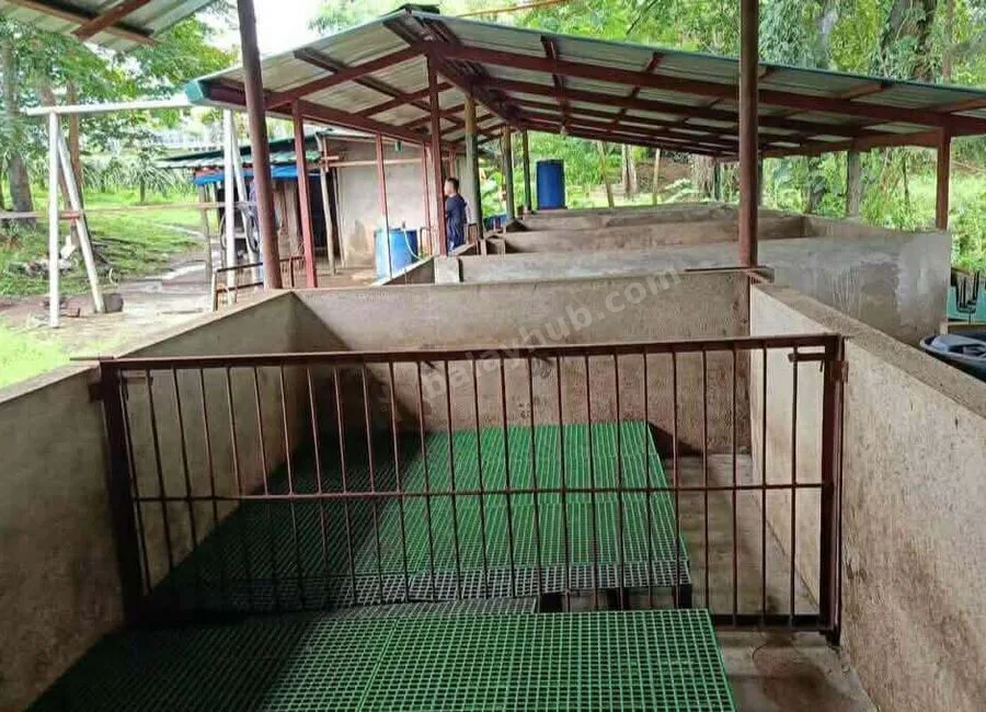 FARM LOT W/FRUIT BEARING TREES & LIVESTOCK for Sale in Batangas Philippines