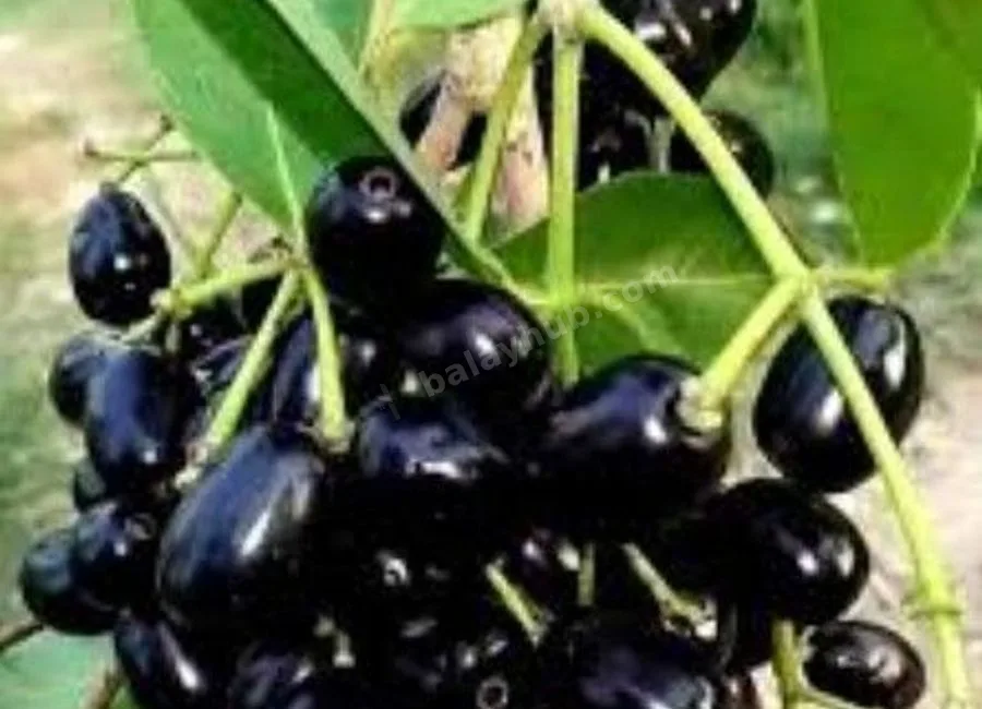 FARM LOT W/FRUIT BEARING TREES & LIVESTOCK for Sale in Batangas Philippines