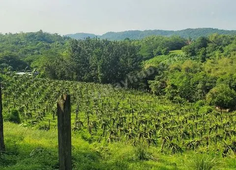 FARM LOT W/FRUIT BEARING TREES & LIVESTOCK for Sale in Batangas Philippines