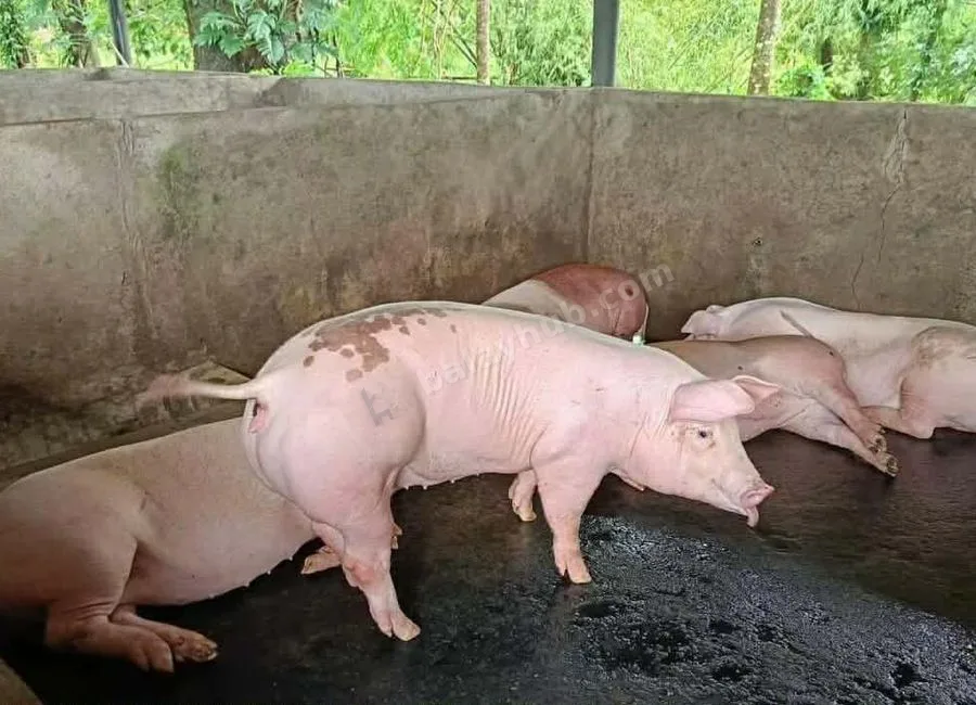 FARM LOT W/FRUIT BEARING TREES & LIVESTOCK for Sale in Batangas Philippines