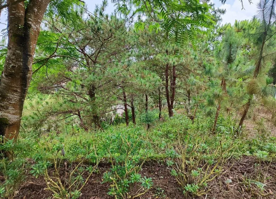 378SQM Lots for sale in BRGY ASIN, BAGUIO CITY - CC