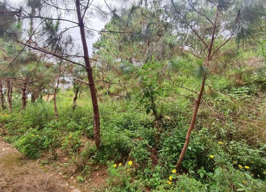 378SQM Lots for sale in BRGY ASIN, BAGUIO CITY - CC