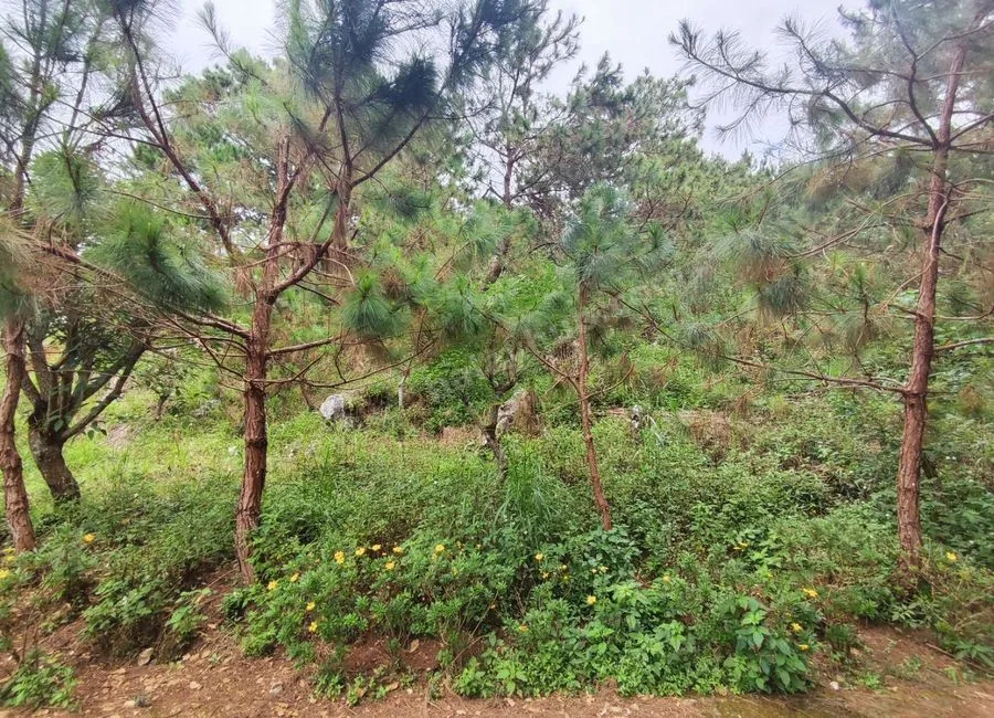 354SQM Lots for sale in BRGY ASIN, BAGUIO CITY - CC