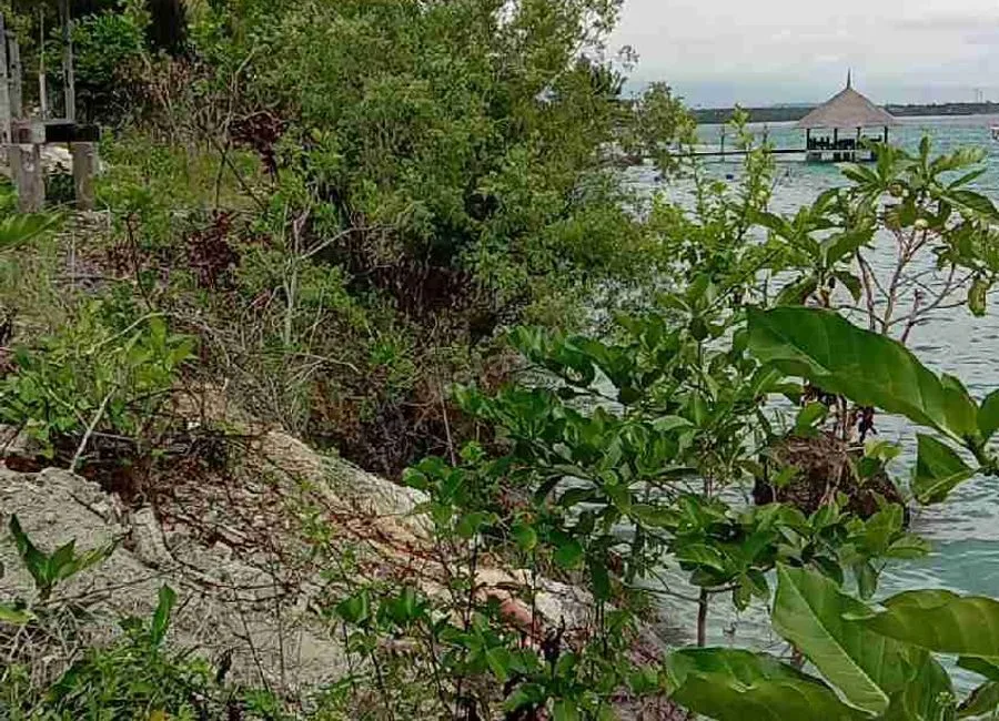 Beach Lot For Sale in Basdako Moalboal, Cebu