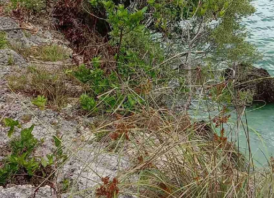 Beach Lot For Sale in Basdako Moalboal, Cebu