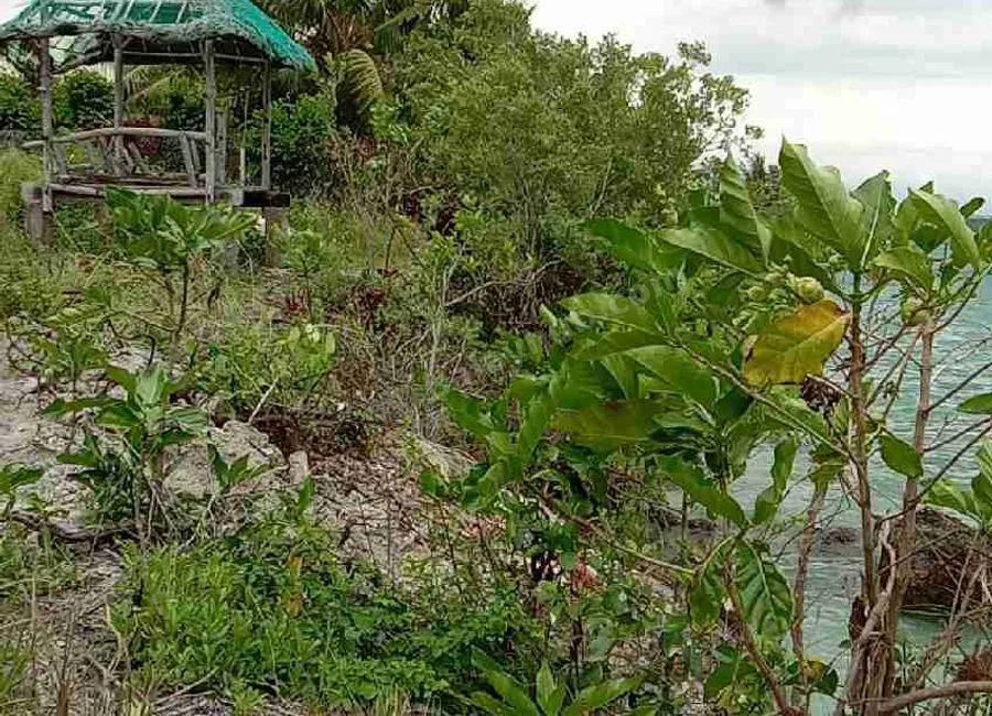 Beach Lot For Sale in Basdako Moalboal, Cebu