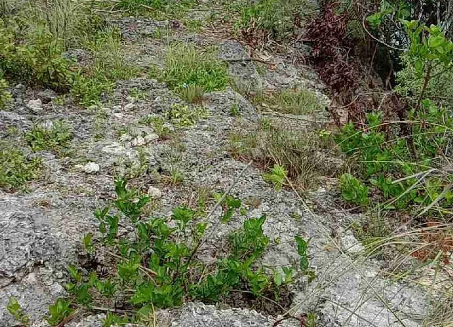 Beach Lot For Sale in Basdako Moalboal, Cebu