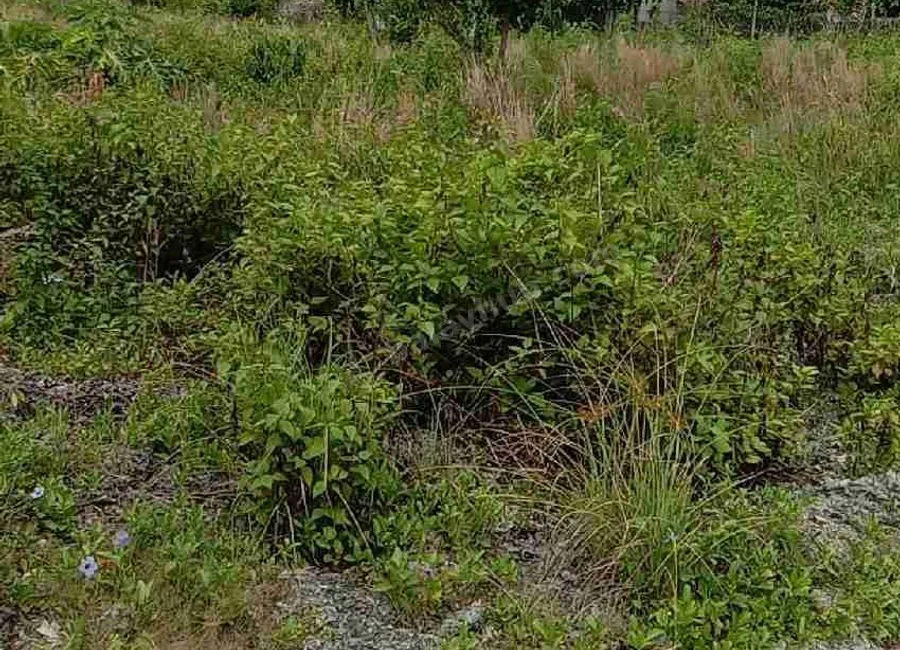 Beach Lot For Sale in Basdako Moalboal, Cebu