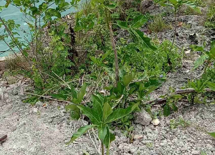 Beach Lot For Sale in Basdako Moalboal, Cebu