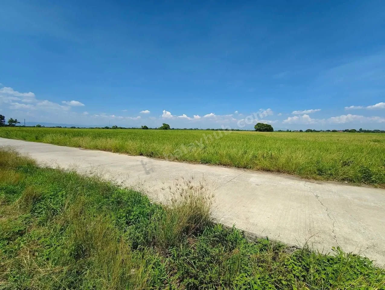 2-Hectare Rice Farmland in Talugtug, Nueva Ecija
