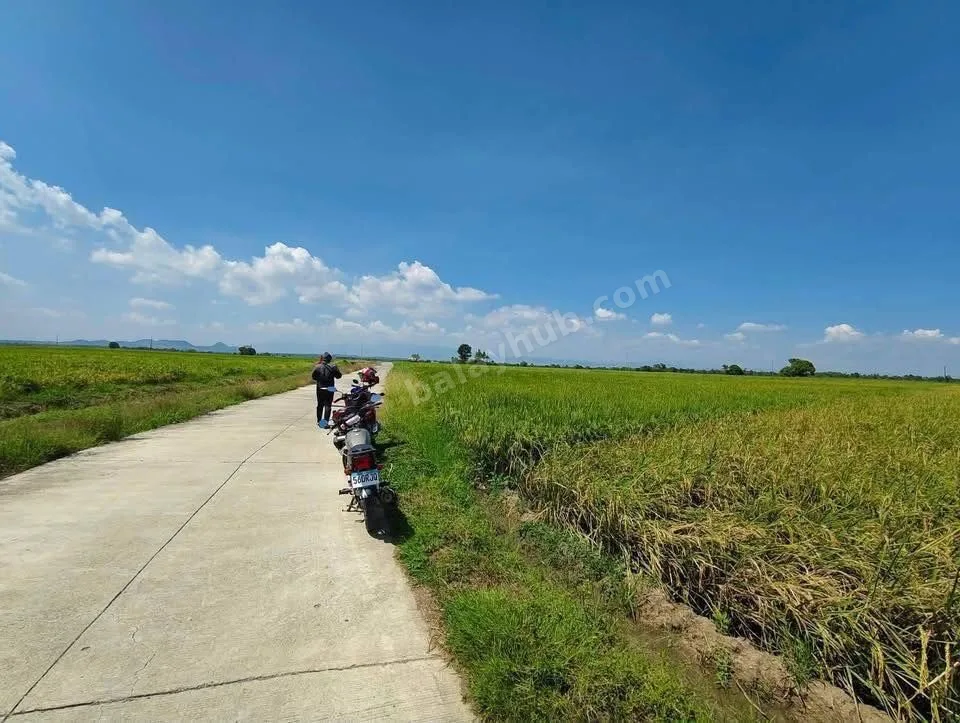 2-Hectare Rice Farmland in Talugtug, Nueva Ecija