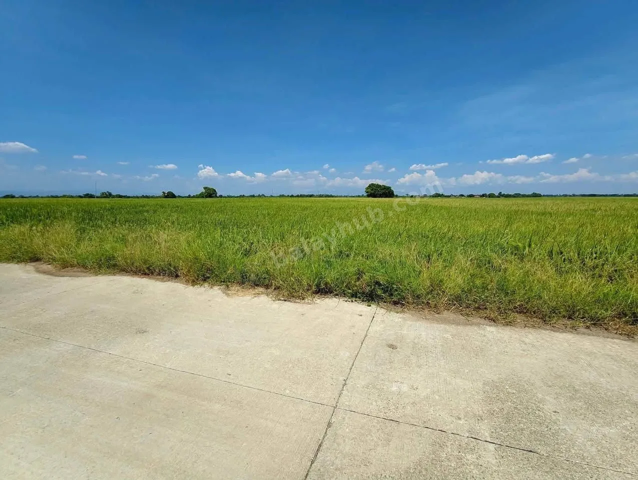 2-Hectare Rice Farm Lot in Talugtug, Nueva Ecija