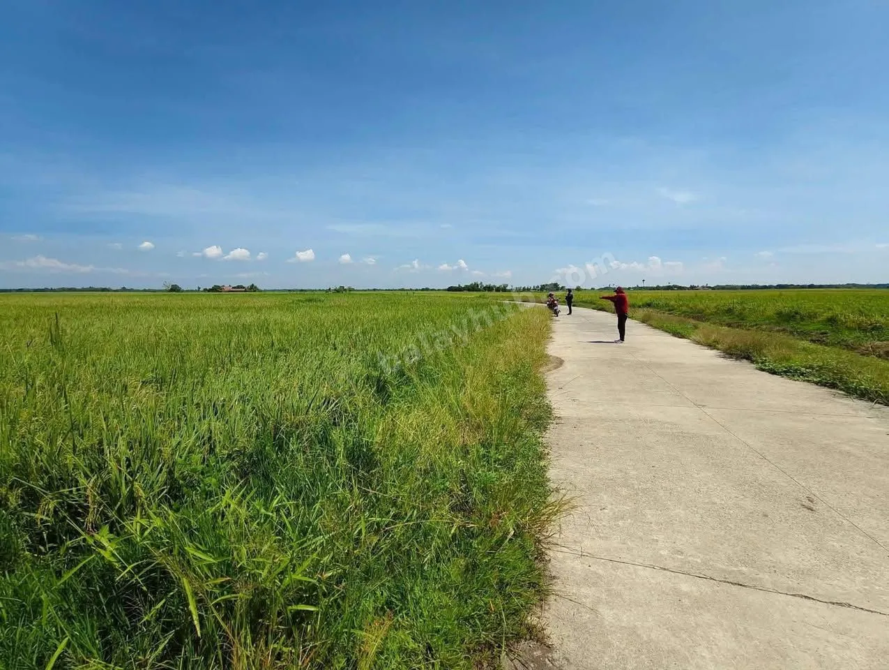 2-Hectare Rice Farm Lot in Talugtug, Nueva Ecija