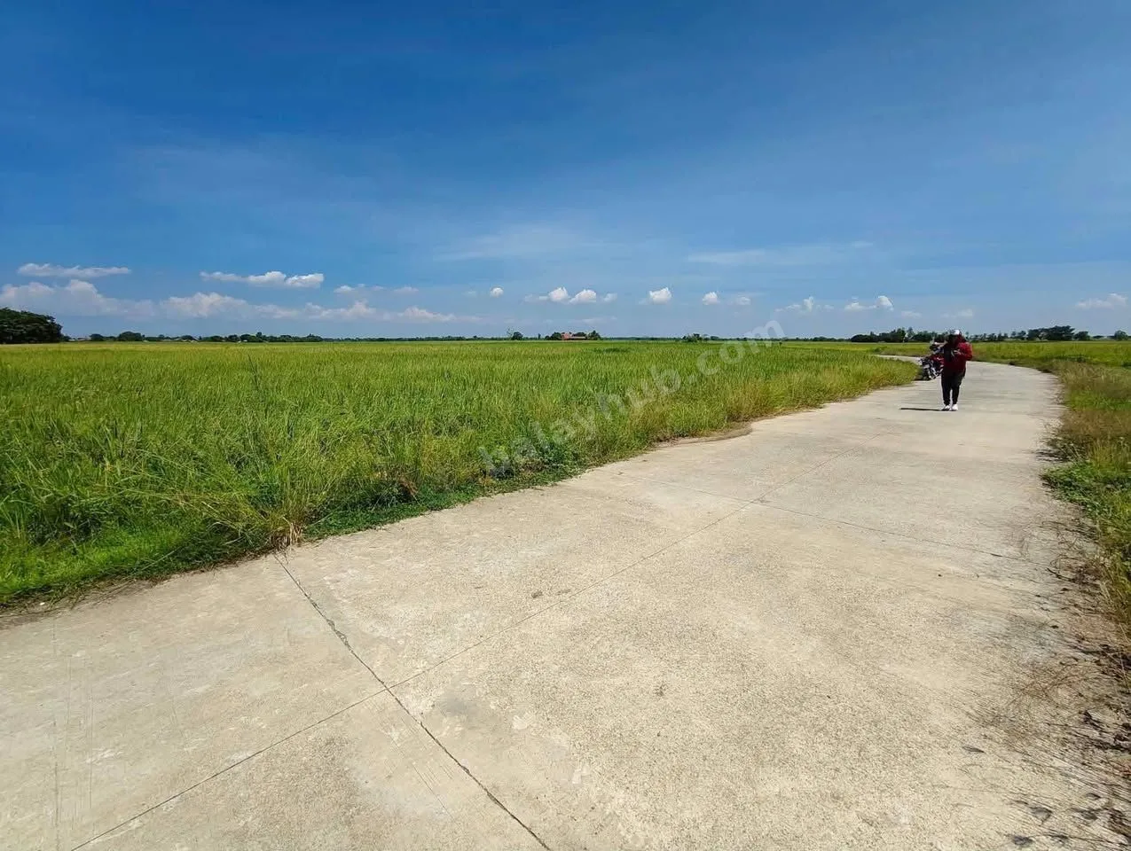 2-Hectare Rice Farm Lot in Talugtug, Nueva Ecija