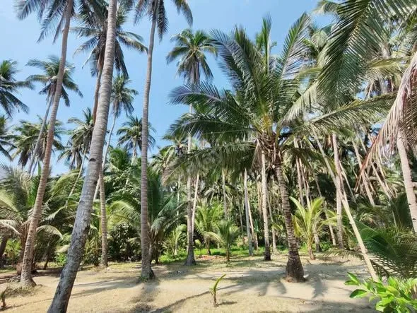 Beachfront Lot in Mulanay, Quezon