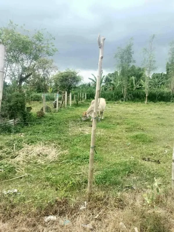 606 sqm Lot for Sale in Dumaguete City
