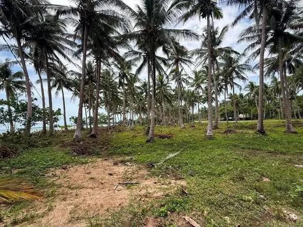 Beachfront Lot in Capalonga, Camarines Norte