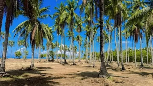 2-Hectare Beachfront Land in San Andres, Quezon