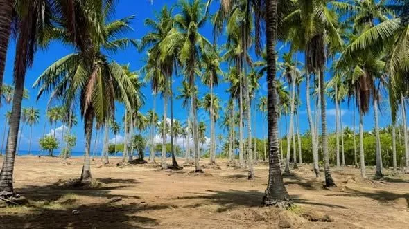 2-Hectare Beachfront Land in San Andres, Quezon