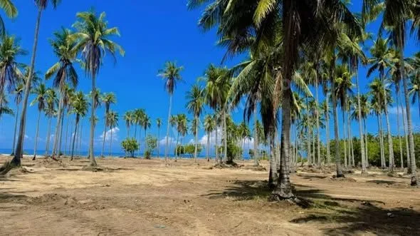 2-Hectare Beachfront Land in San Andres, Quezon