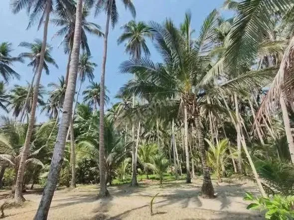 Beachfront Land in Mulanay, Quezon – 1,000 sqm for ₱2.5M