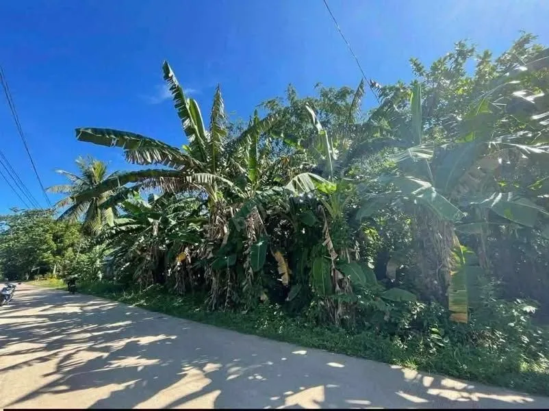 Prime 1,185 sqm Lot Near Momo Beach, Panglao