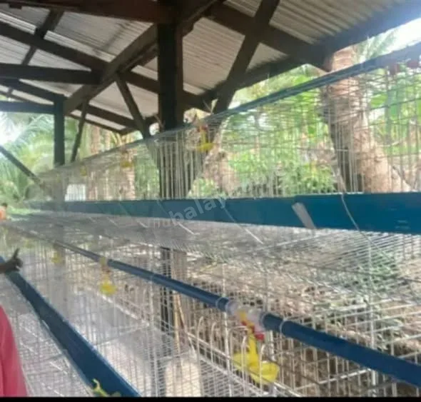 4,560 sqm Farm Lot with Piggery, Poultry, and Mini House in Catmon, Cebu