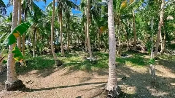 3,334 sqm Beachfront Land in Lower Omon, Ragay